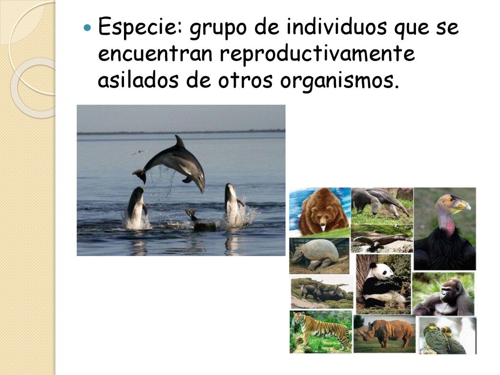 Especie: grupo de individuos que se encuentran reproductivamente asilados de otros organismos.