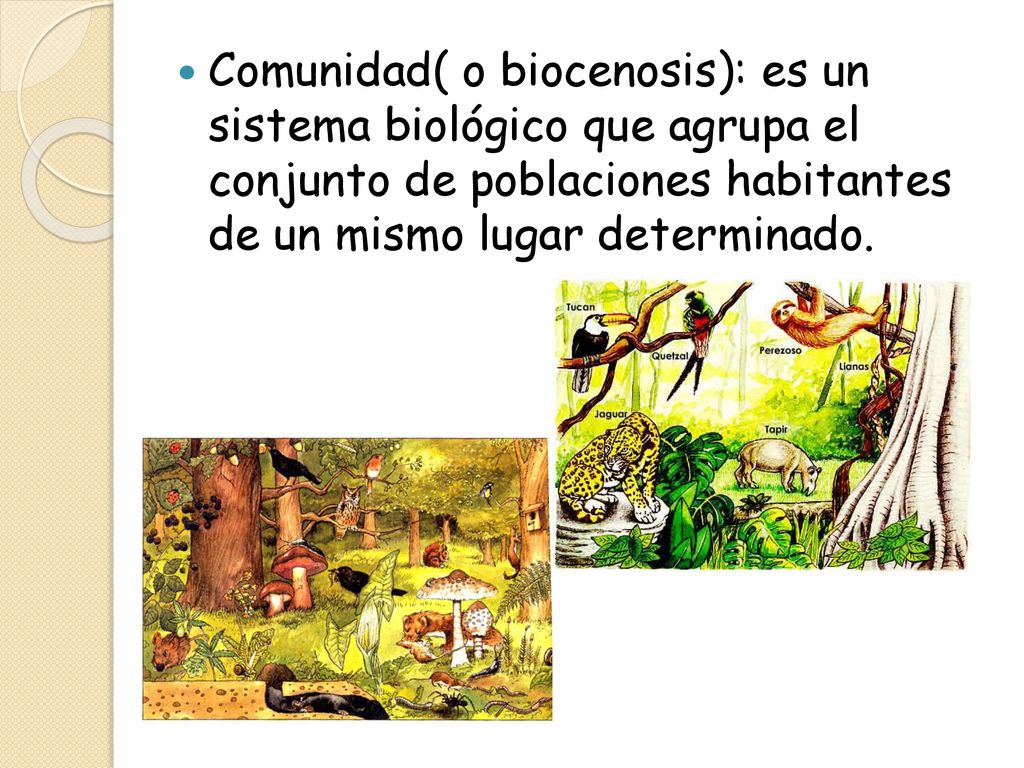 Comunidad( o biocenosis): es un sistema biológico que agrupa el conjunto de poblaciones habitantes de un mismo lugar determinado.