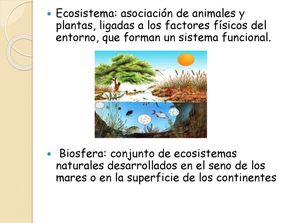 Ecosistema: asociación de animales y plantas, ligadas a los factores físicos del entorno, que forman un sistema funcional.