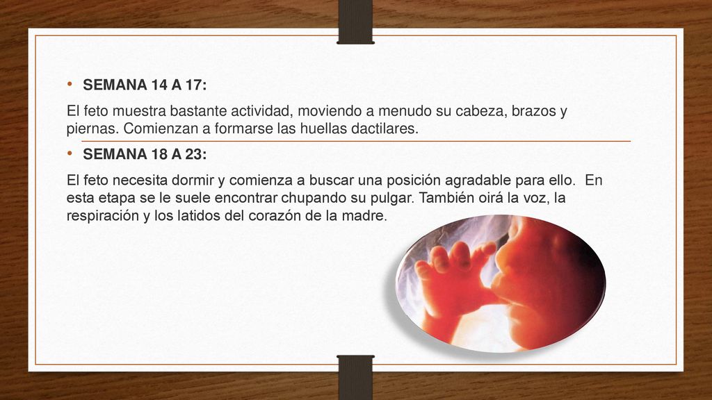 SEMANA 14 A 17: El feto muestra bastante actividad, moviendo a menudo su cabeza, brazos y piernas. Comienzan a formarse las huellas dactilares.