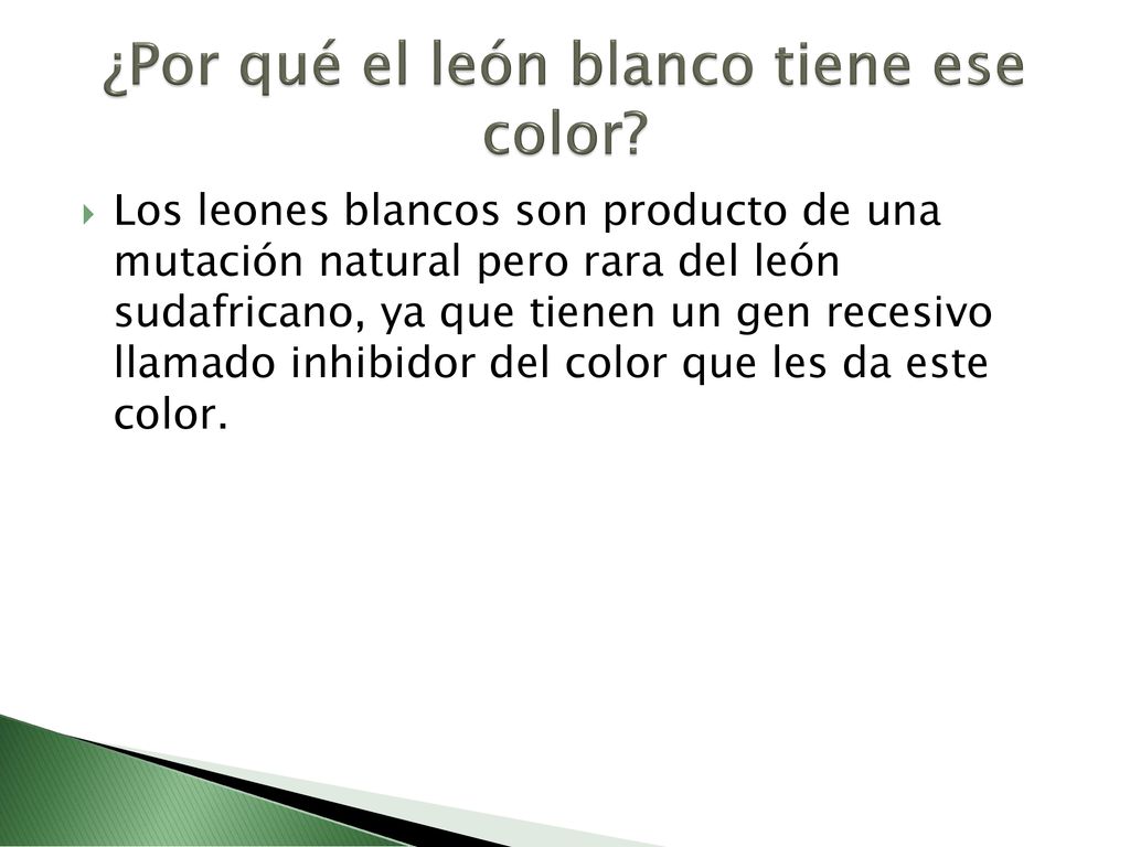 ¿Por qué el león blanco tiene ese color