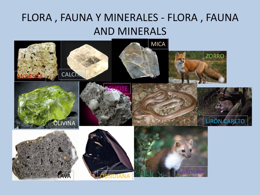 FLORA , FAUNA Y MINERALES - FLORA , FAUNA AND MINERALS