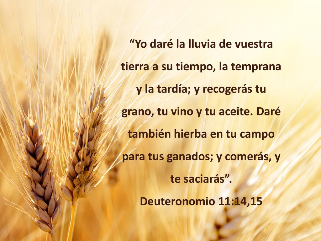 Yo daré la lluvia de vuestra tierra a su tiempo, la temprana y la tardía; y recogerás tu grano, tu vino y tu aceite. Daré también hierba en tu campo para tus ganados; y comerás, y te saciarás .
