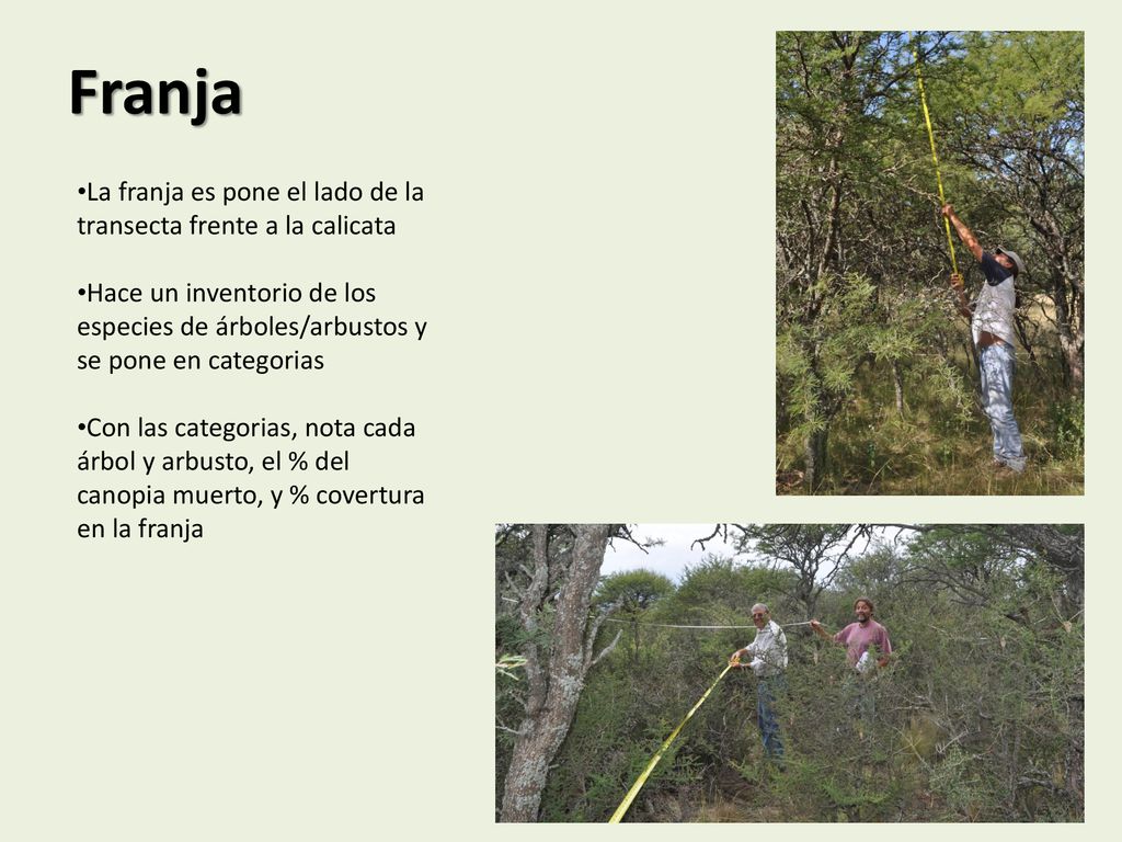 Franja La franja es pone el lado de la transecta frente a la calicata