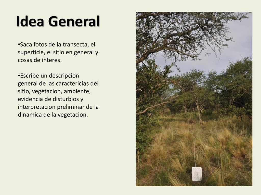 Idea General Saca fotos de la transecta, el superficie, el sitio en general y cosas de interes.