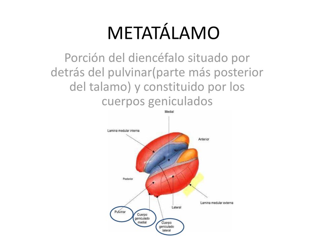 METATÁLAMO Porción del diencéfalo situado por detrás del pulvinar(parte más posterior del talamo) y constituido por los cuerpos geniculados.