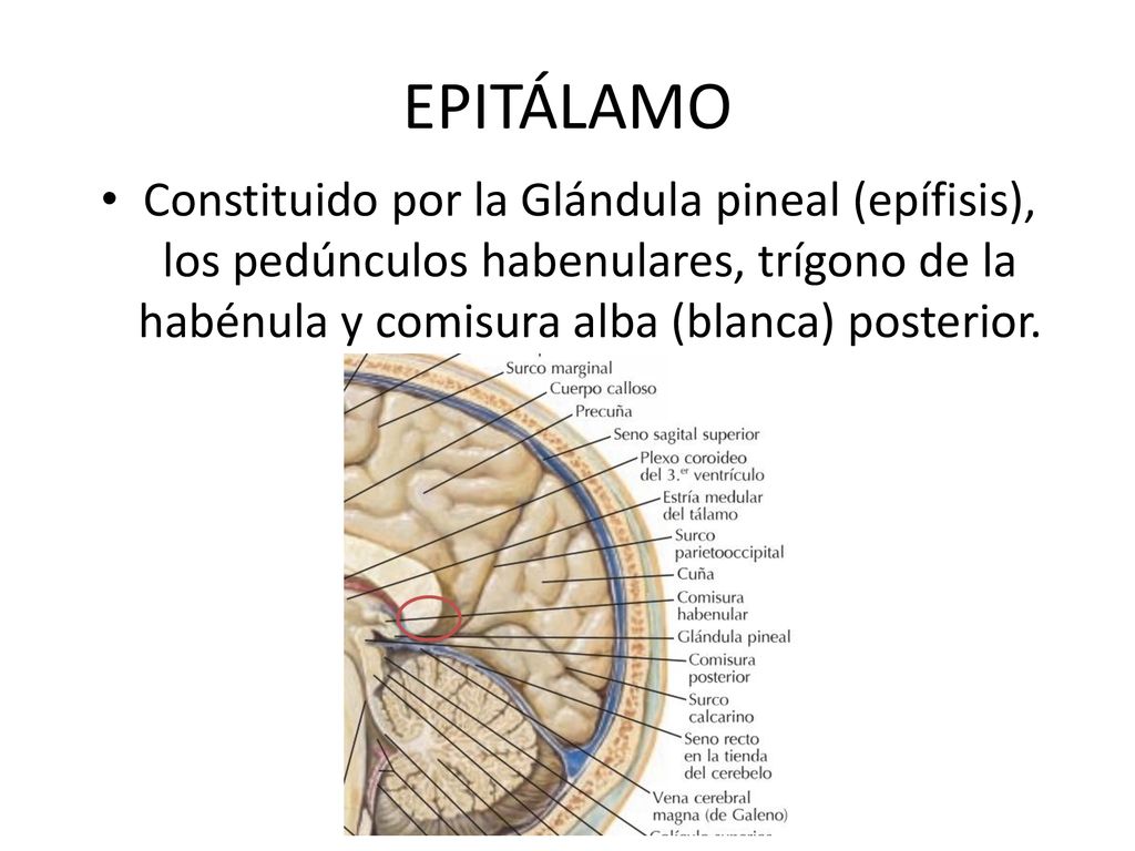 EPITÁLAMO Constituido por la Glándula pineal (epífisis), los pedúnculos habenulares, trígono de la habénula y comisura alba (blanca) posterior.