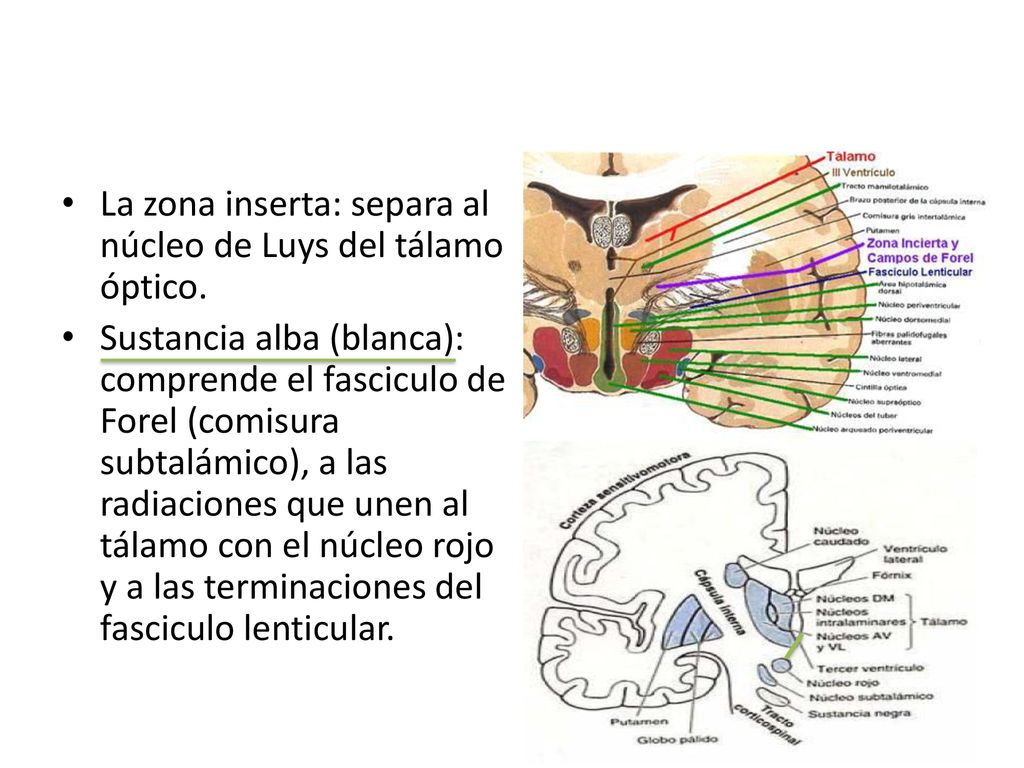 La zona inserta: separa al núcleo de Luys del tálamo óptico.