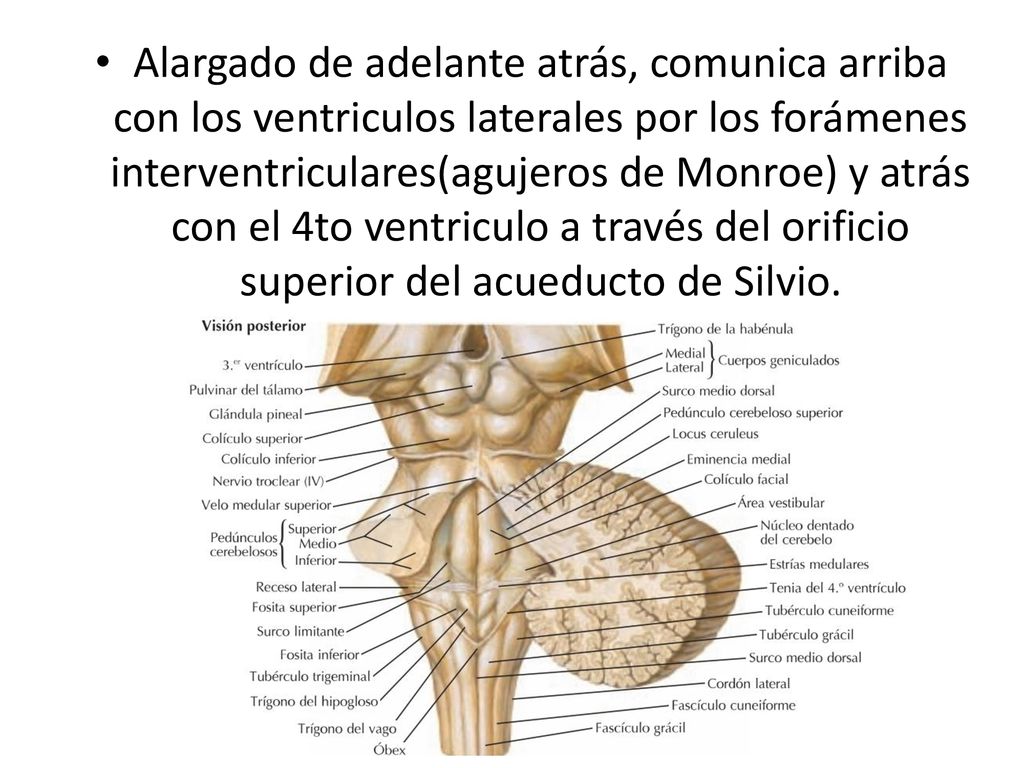 Alargado de adelante atrás, comunica arriba con los ventriculos laterales por los forámenes interventriculares(agujeros de Monroe) y atrás con el 4to ventriculo a través del orificio superior del acueducto de Silvio.