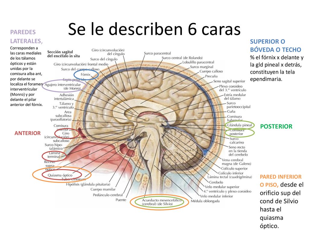 Se le describen 6 caras PAREDES LATERALES, SUPERIOR O BÓVEDA O TECHO