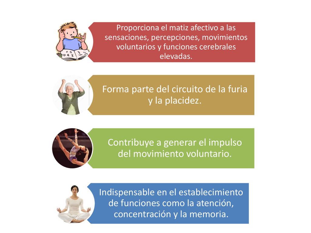 Forma parte del circuito de la furia y la placidez.
