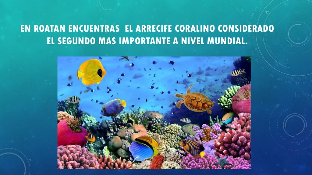 En roatan encuentras el arrecife coralino considerado el segundo mas importante a nivel mundial.