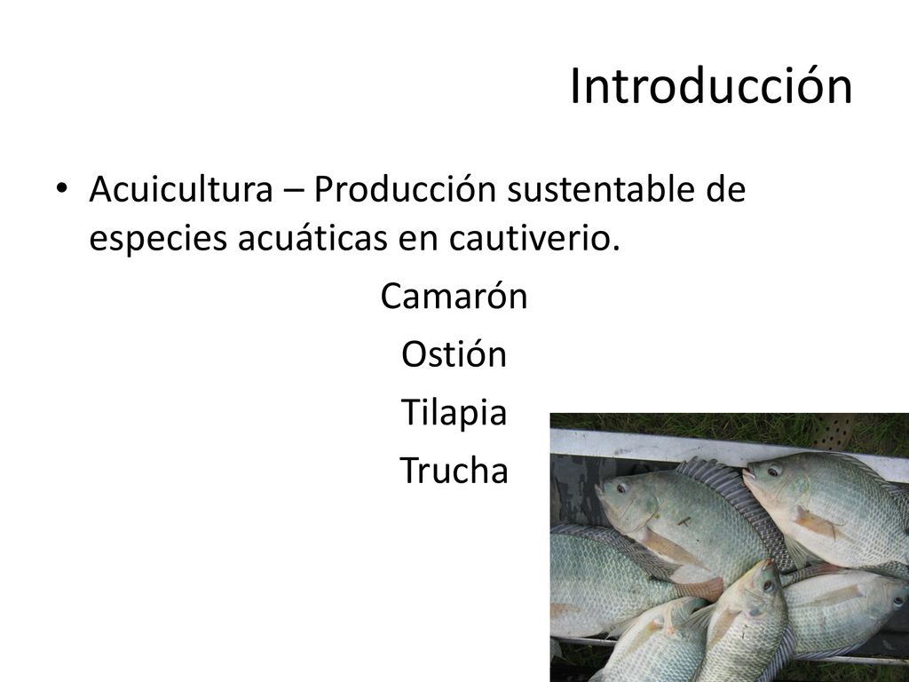 Introducción Acuicultura – Producción sustentable de especies acuáticas en cautiverio. Camarón. Ostión.