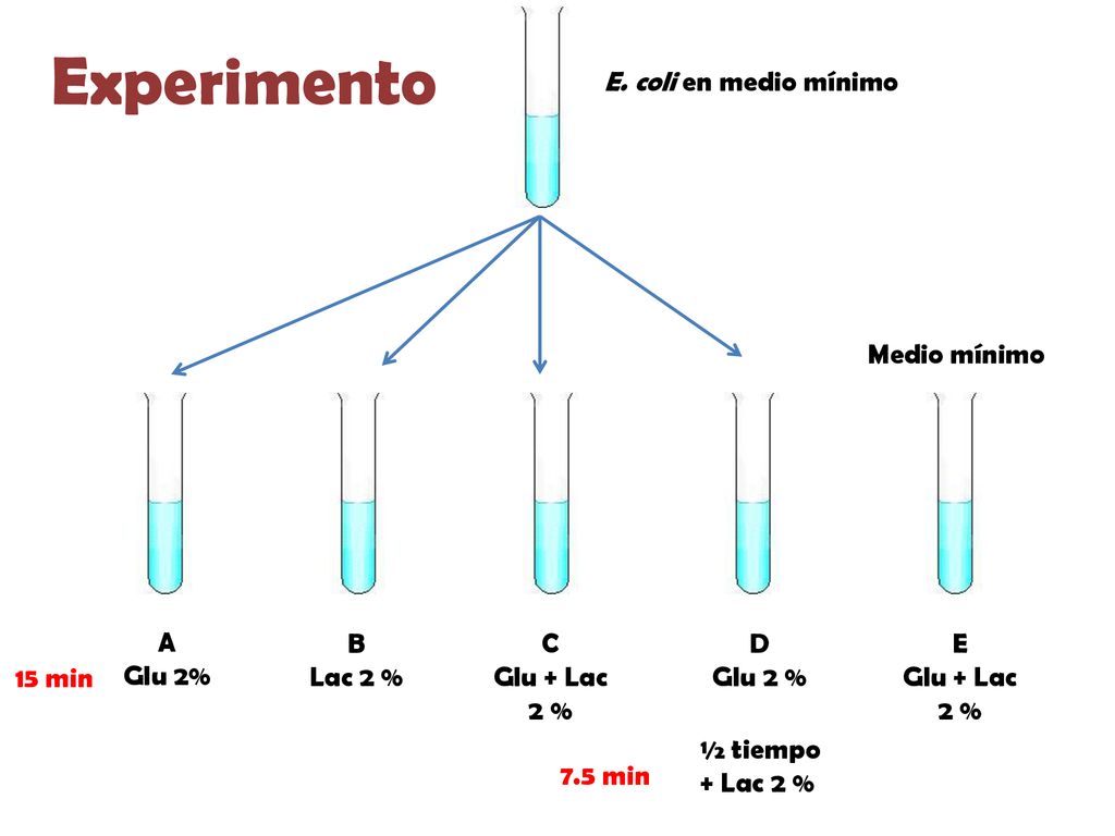 Experimento E. coli en medio mínimo Medio mínimo A Glu 2% B Lac 2 % C