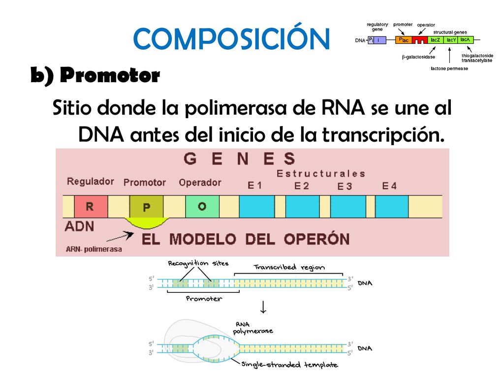 COMPOSICIÓN b) Promotor Sitio donde la polimerasa de RNA se une al DNA antes del inicio de la transcripción.