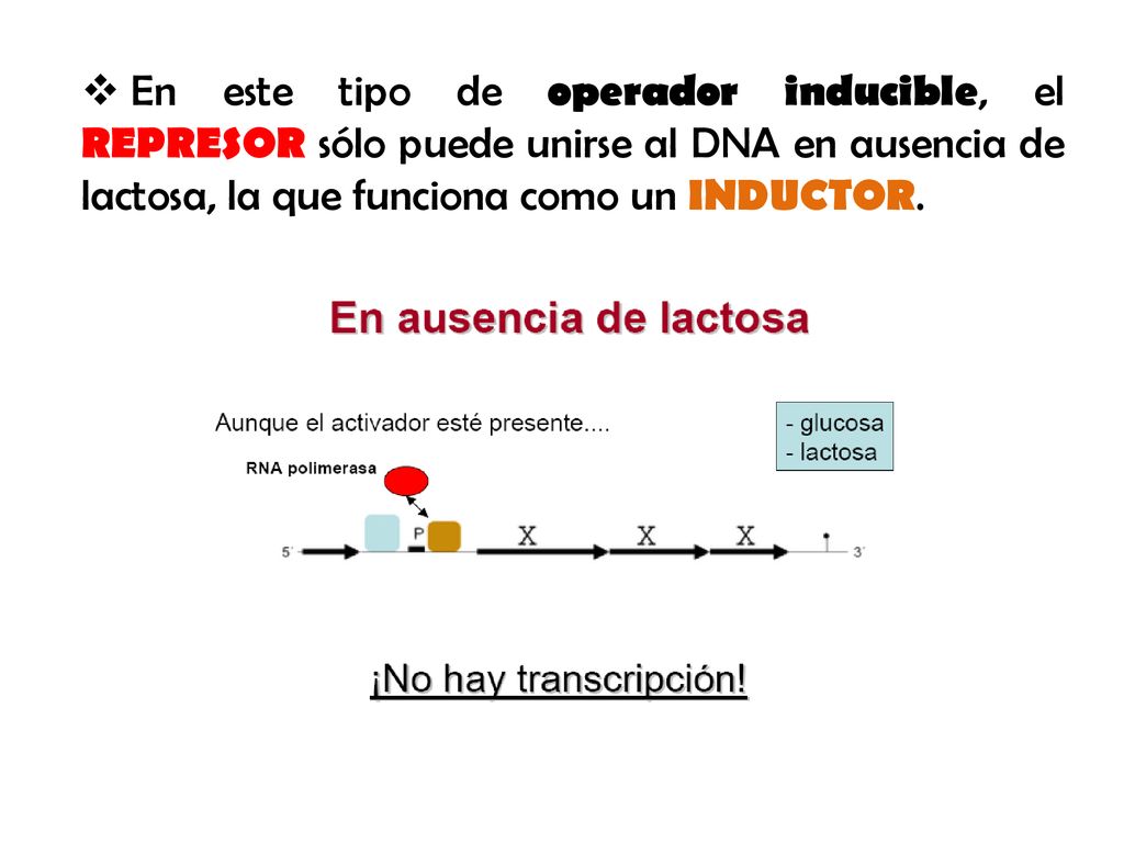 En este tipo de operador inducible, el REPRESOR sólo puede unirse al DNA en ausencia de lactosa, la que funciona como un INDUCTOR.