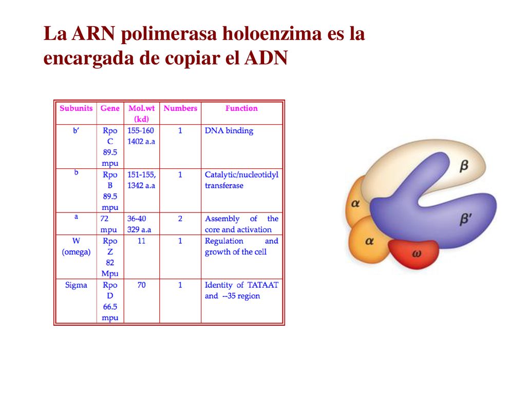 La ARN polimerasa holoenzima es la encargada de copiar el ADN