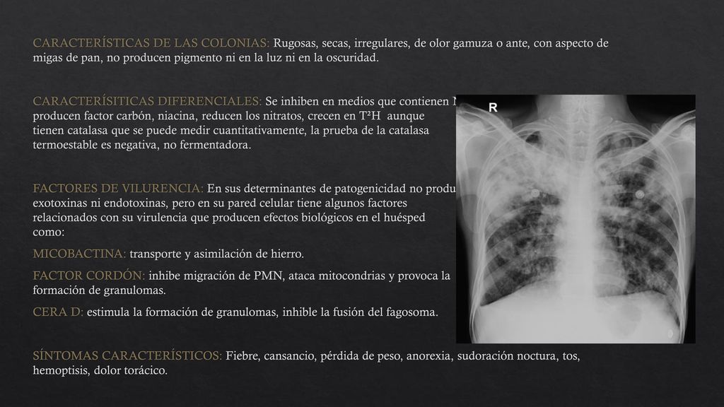 CARACTERÍSTICAS DE LAS COLONIAS: Rugosas, secas, irregulares, de olor gamuza o ante, con aspecto de migas de pan, no producen pigmento ni en la luz ni en la oscuridad.