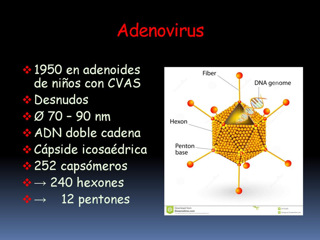 Adenovirus 1950 en adenoides de niños con CVAS Desnudos Ø 70 – 90 nm