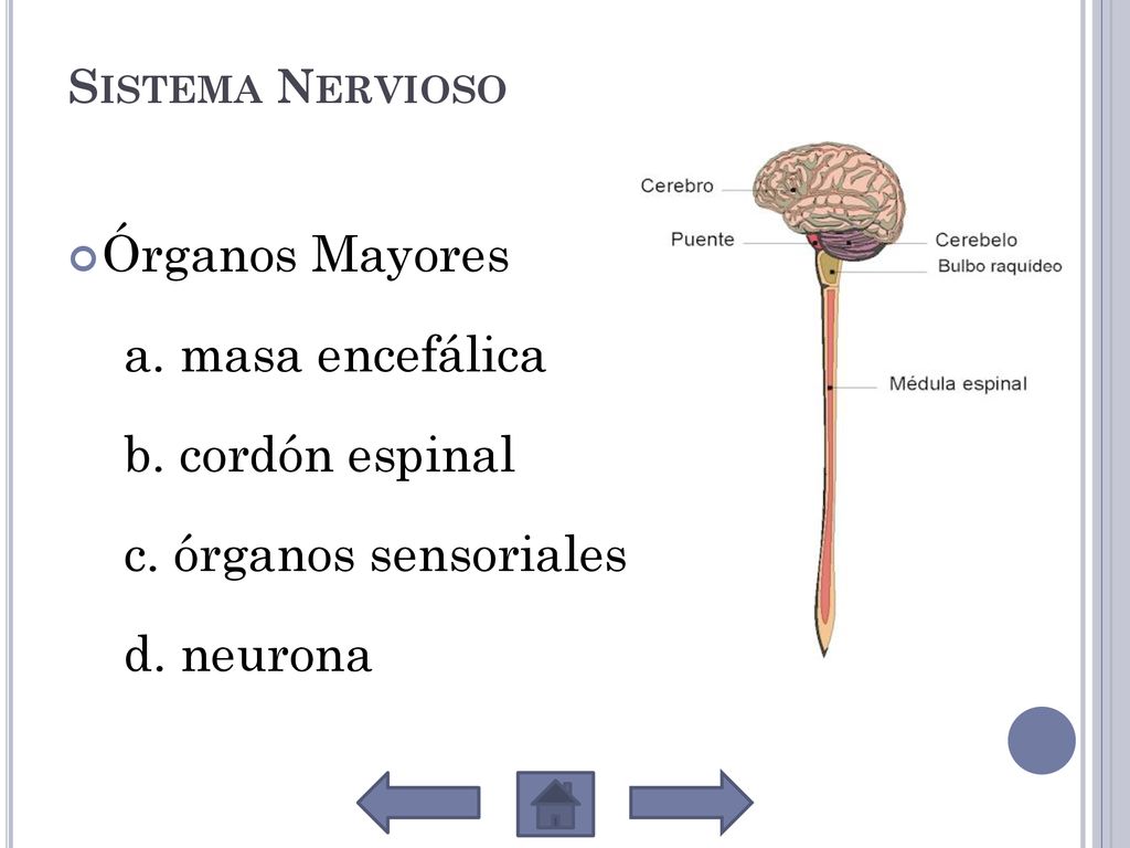 Órganos Mayores a. masa encefálica b. cordón espinal