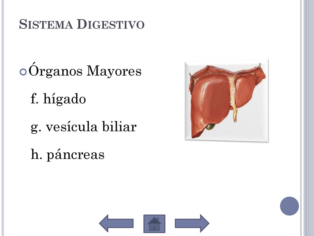 Órganos Mayores f. hígado g. vesícula biliar h. páncreas