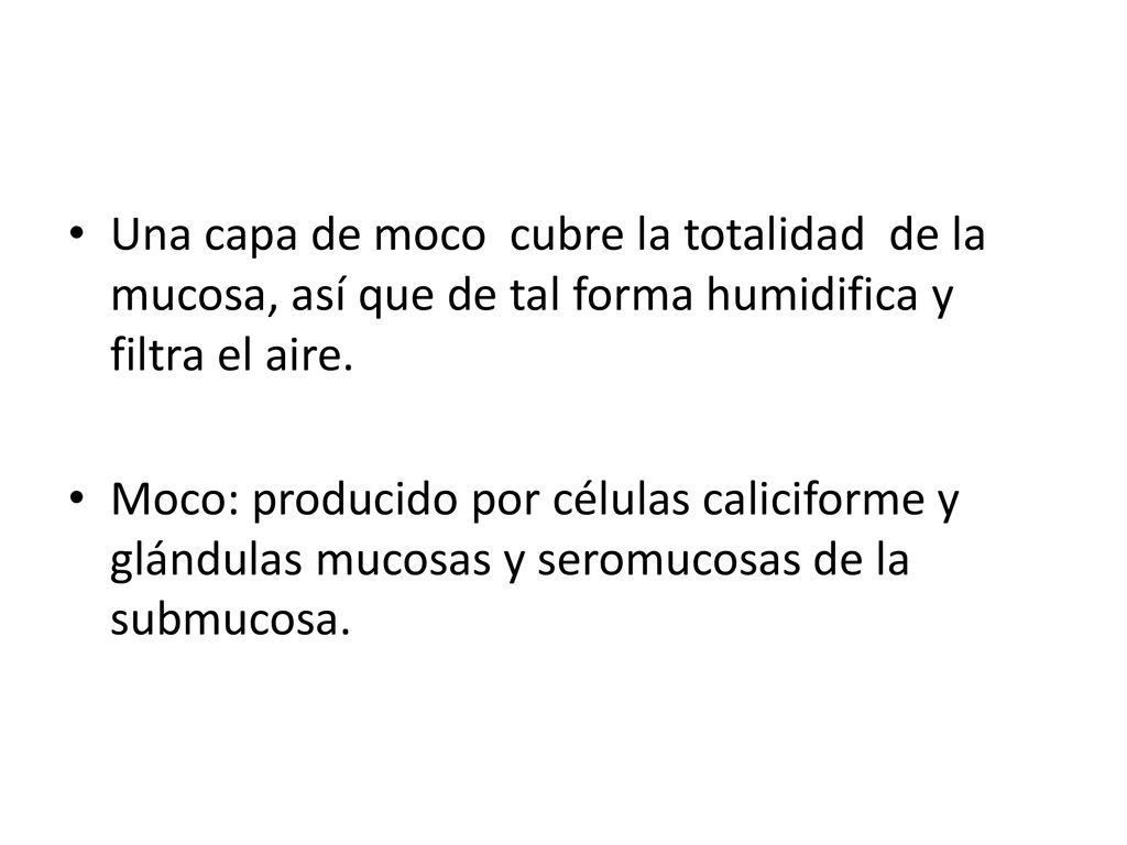 Una capa de moco cubre la totalidad de la mucosa, así que de tal forma humidifica y filtra el aire.