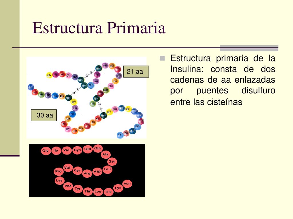 Estructura Primaria Estructura primaria de la Insulina: consta de dos cadenas de aa enlazadas por puentes disulfuro entre las cisteínas.
