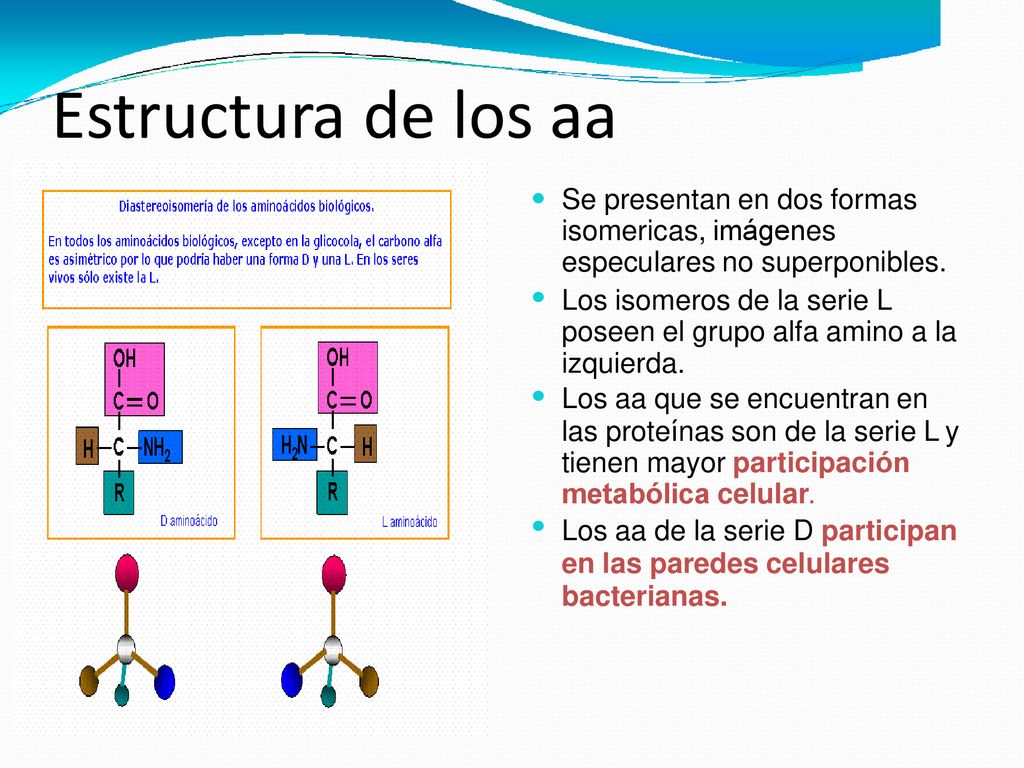 Estructura de los aa Se presentan en dos formas isomericas, imágenes