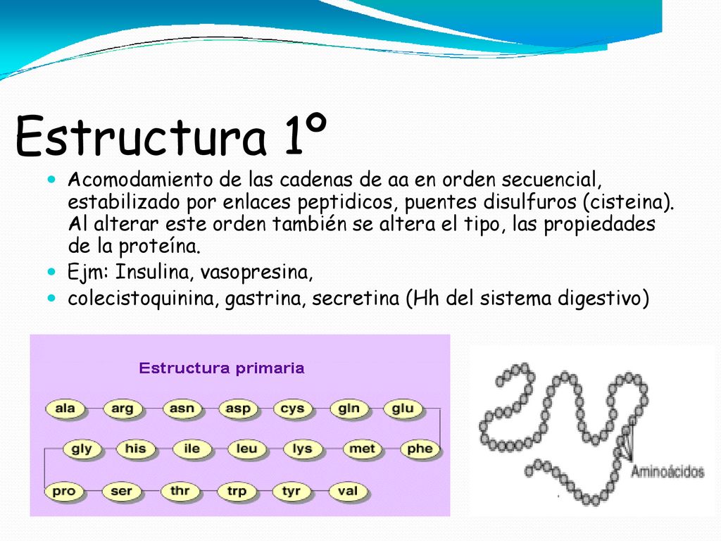 Estructura 1º  Acomodamiento de las cadenas de aa en orden secuencial, estabilizado por enlaces peptidicos, puentes disulfuros (cisteina).
