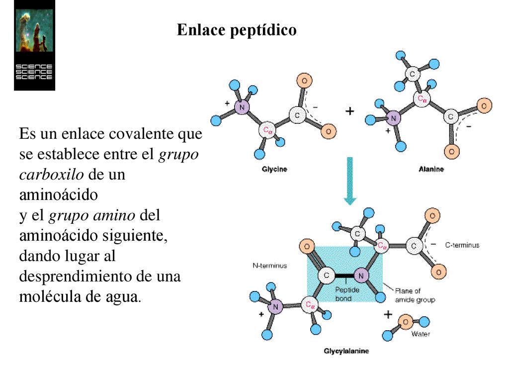 Enlace peptídico Es un enlace covalente que se establece entre el grupo carboxilo de un aminoácido.
