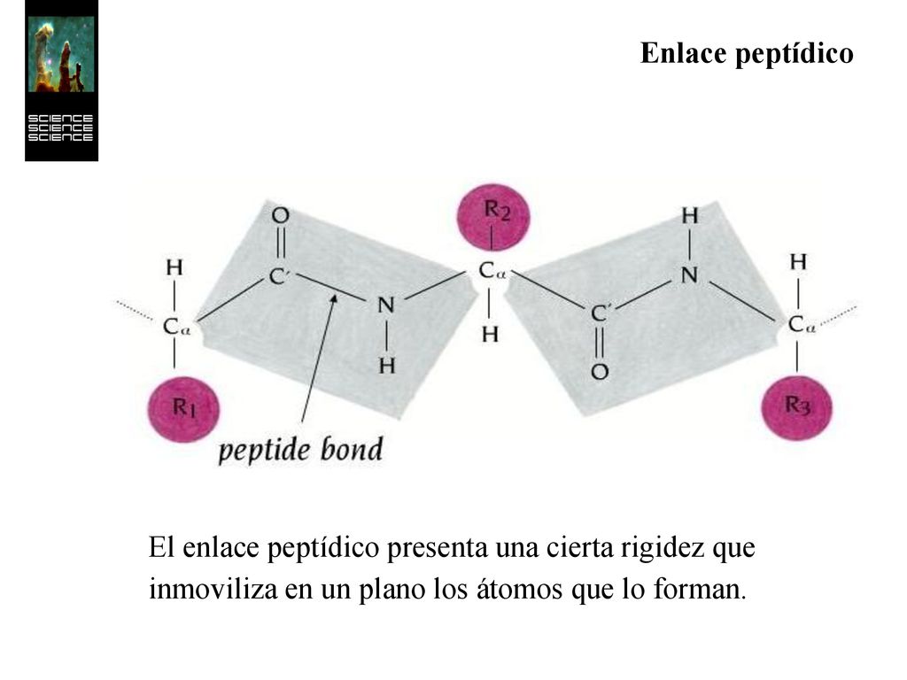 Enlace peptídico El enlace peptídico presenta una cierta rigidez que inmoviliza en un plano los átomos que lo forman.