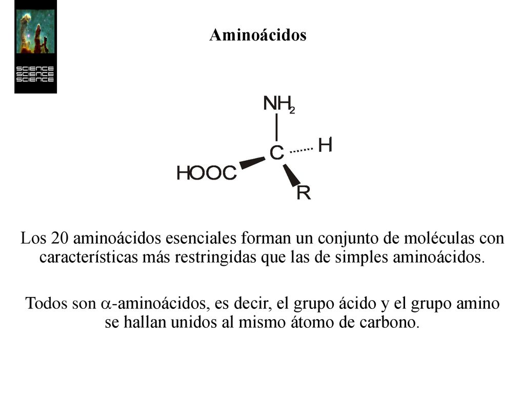 Aminoácidos Los 20 aminoácidos esenciales forman un conjunto de moléculas con características más restringidas que las de simples aminoácidos.