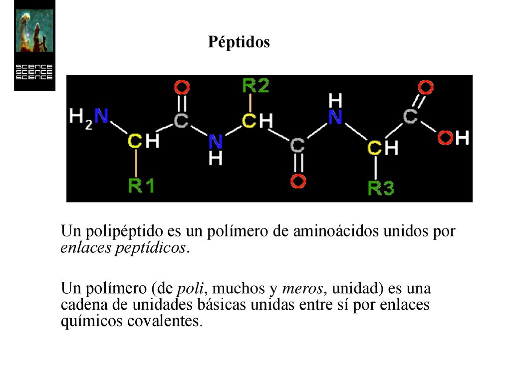 Péptidos Un polipéptido es un polímero de aminoácidos unidos por enlaces peptídicos.