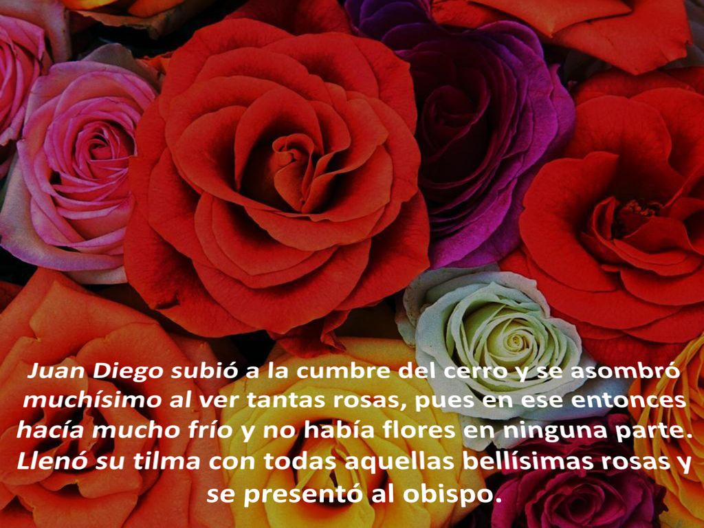 Juan Diego subió a la cumbre del cerro y se asombró muchísimo al ver tantas rosas, pues en ese entonces hacía mucho frío y no había flores en ninguna parte.