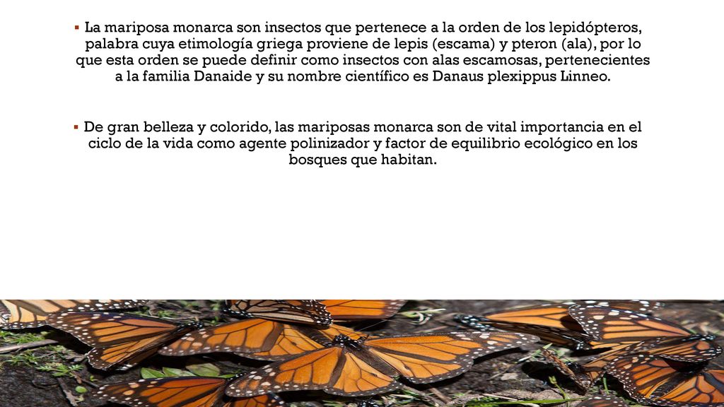 La mariposa monarca son insectos que pertenece a la orden de los lepidópteros, palabra cuya etimología griega proviene de lepis (escama) y pteron (ala), por lo que esta orden se puede definir como insectos con alas escamosas, pertenecientes a la familia Danaide y su nombre científico es Danaus plexippus Linneo.