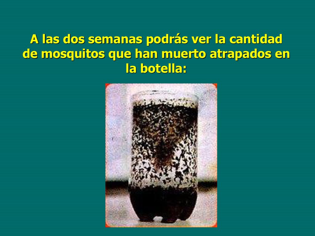 A las dos semanas podrás ver la cantidad de mosquitos que han muerto atrapados en la botella: