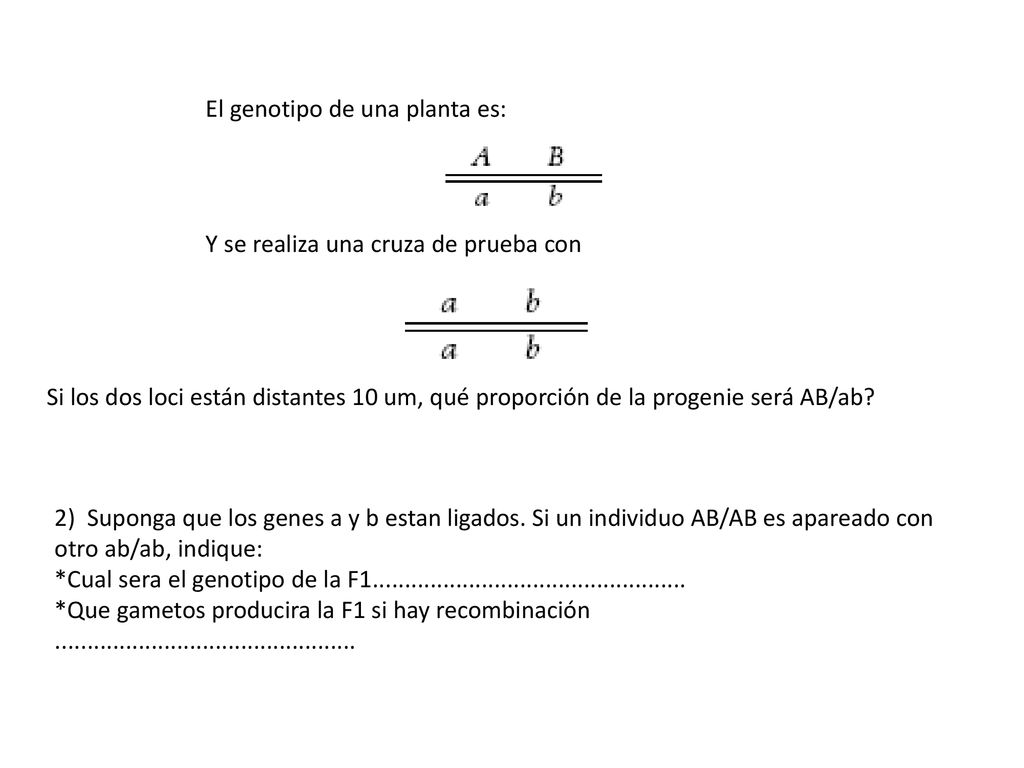 El genotipo de una planta es: