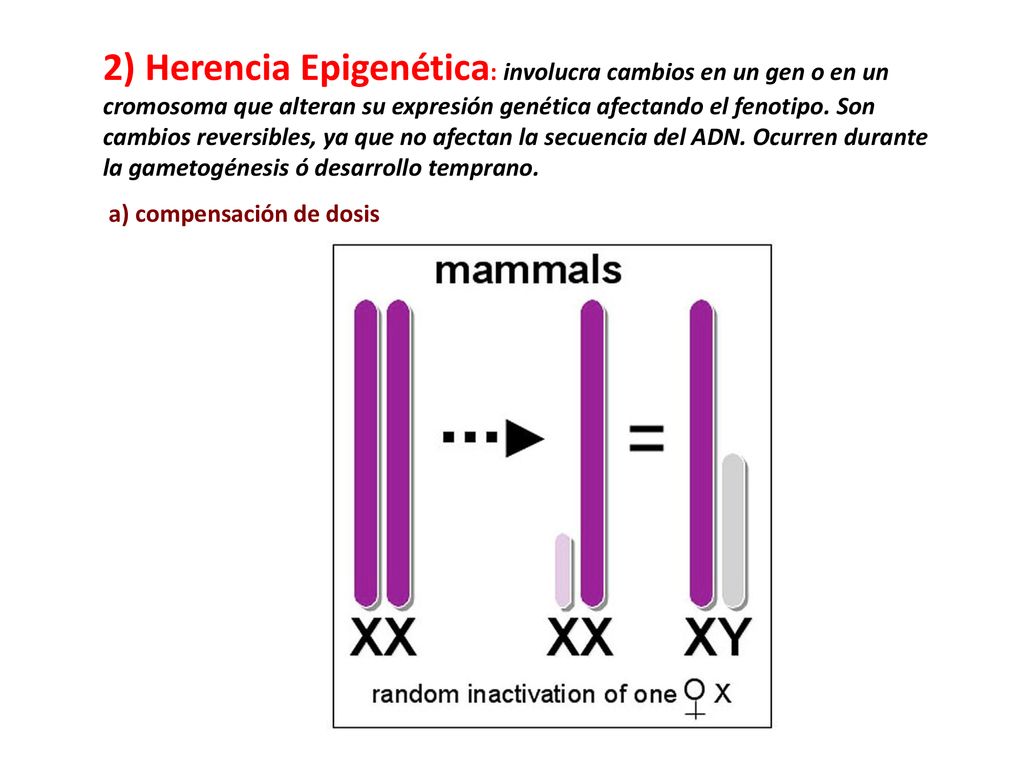 2) Herencia Epigenética: involucra cambios en un gen o en un cromosoma que alteran su expresión genética afectando el fenotipo. Son cambios reversibles, ya que no afectan la secuencia del ADN. Ocurren durante la gametogénesis ó desarrollo temprano.