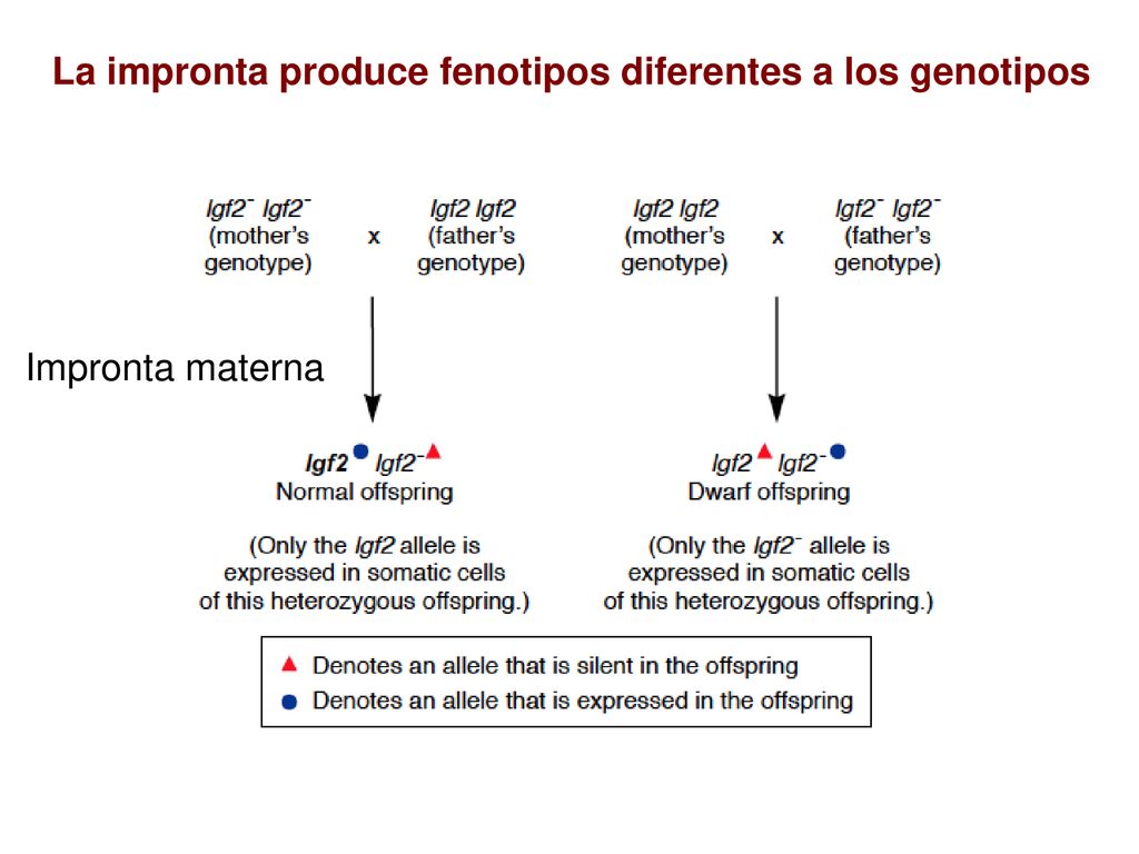 La impronta produce fenotipos diferentes a los genotipos