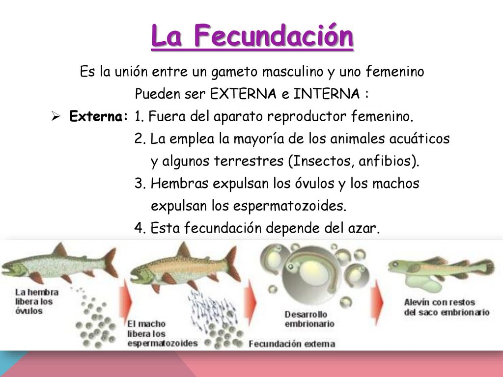 La Fecundación Es la unión entre un gameto masculino y uno femenino