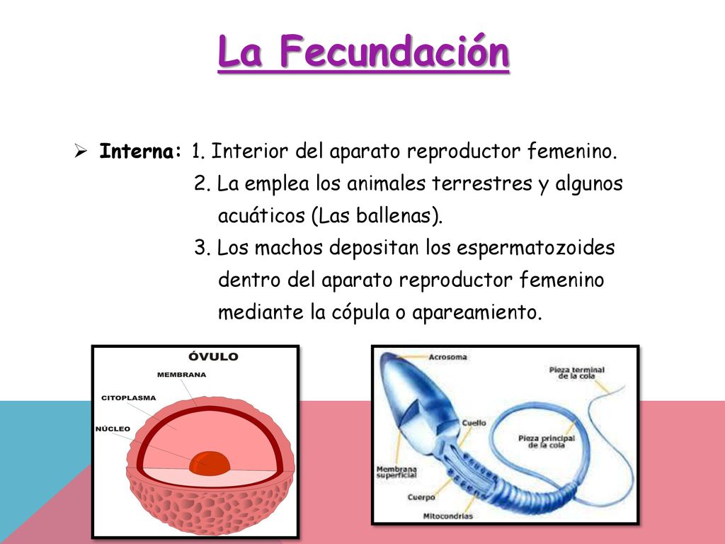 La Fecundación Interna: 1. Interior del aparato reproductor femenino.
