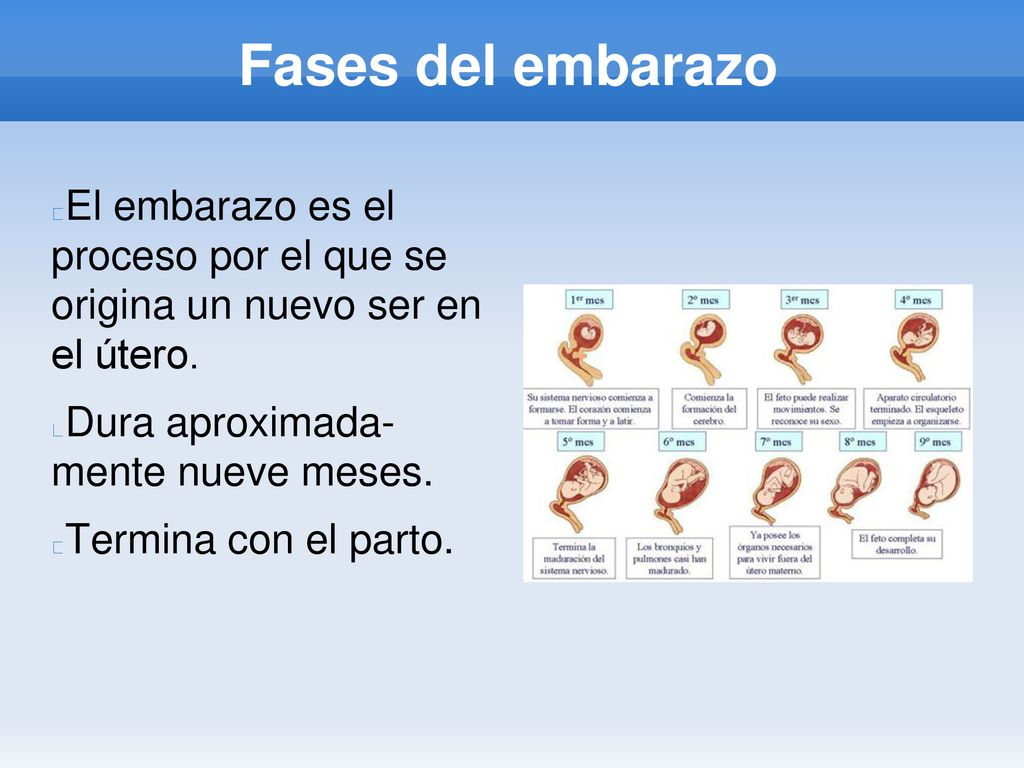 Fases del embarazo El embarazo es el proceso por el que se origina un nuevo ser en el útero. Dura aproximada- mente nueve meses.