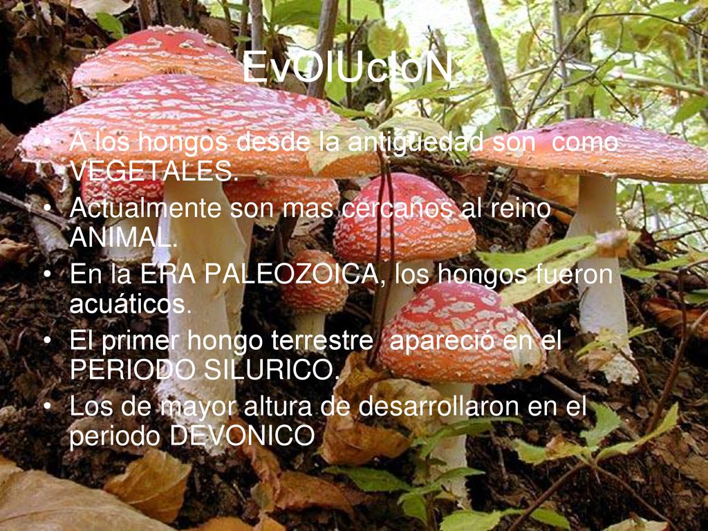 EvOlUcIóN: A los hongos desde la antigüedad son como VEGETALES.