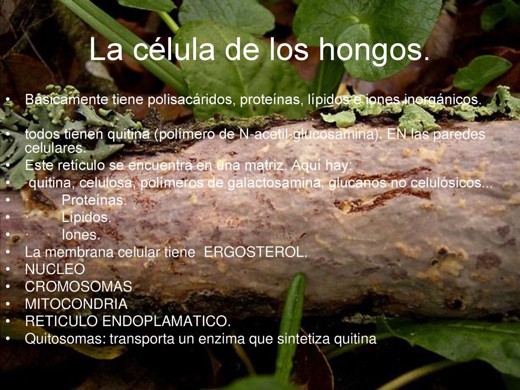 La célula de los hongos. Básicamente tiene polisacáridos, proteínas, lípidos e iones inorgánicos.