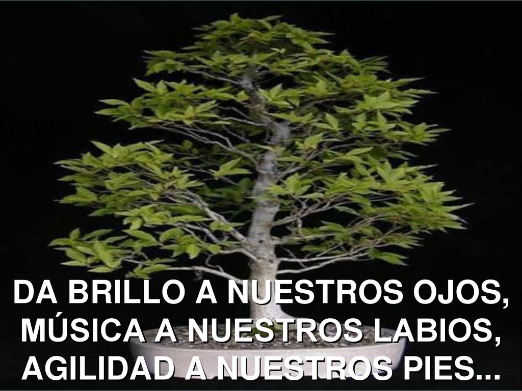 DA BRILLO A NUESTROS OJOS, MÚSICA A NUESTROS LABIOS, AGILIDAD A NUESTROS PIES...
