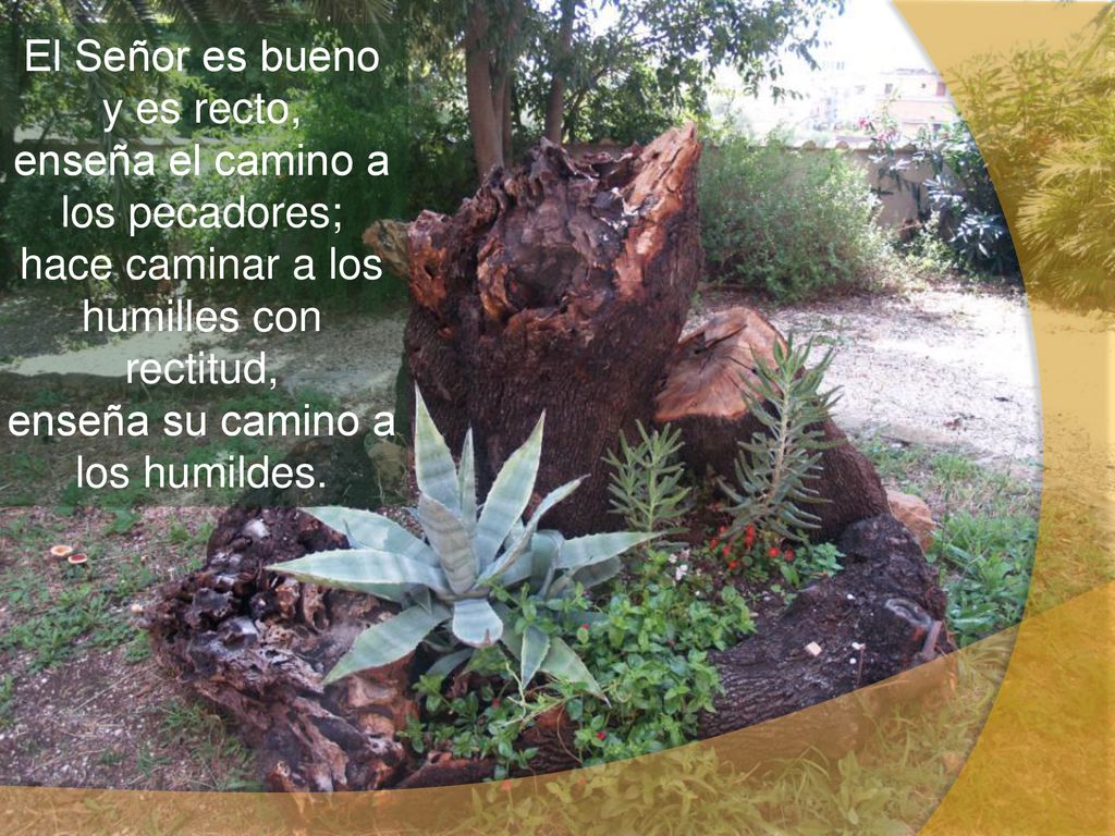 El Señor es bueno y es recto, enseña el camino a los pecadores; hace caminar a los humilles con rectitud, enseña su camino a los humildes.