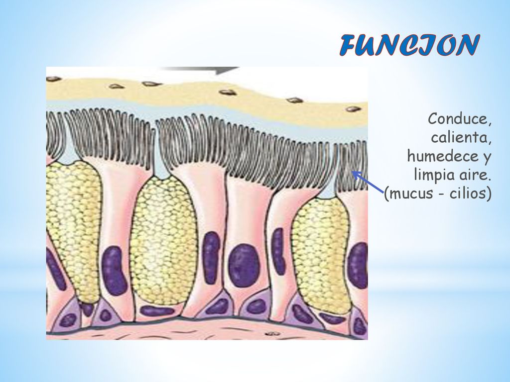 FUNCION Conduce, calienta, humedece y limpia aire. (mucus - cilios)