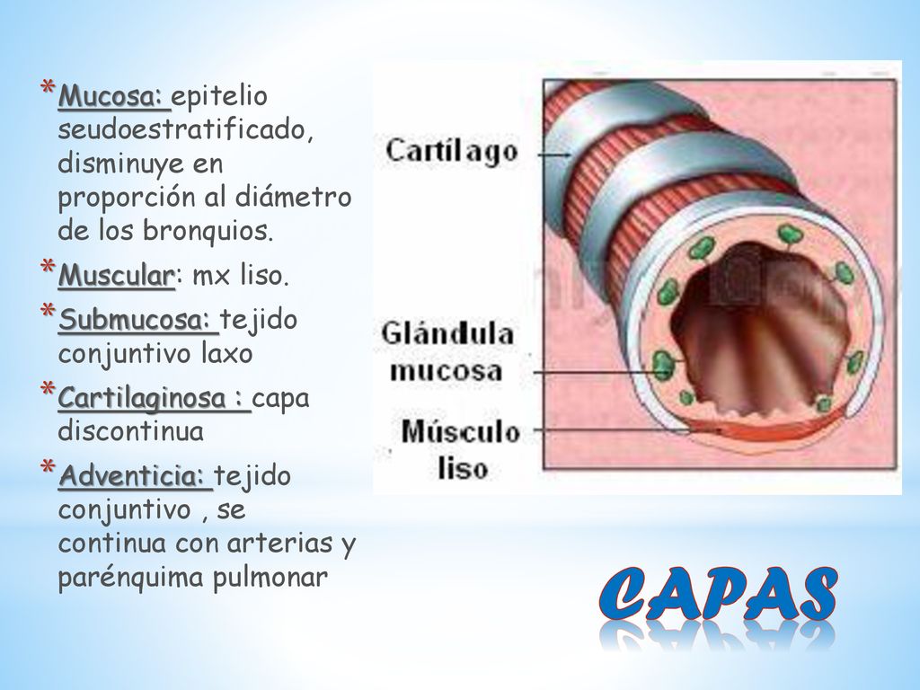 Mucosa: epitelio seudoestratificado, disminuye en proporción al diámetro de los bronquios.