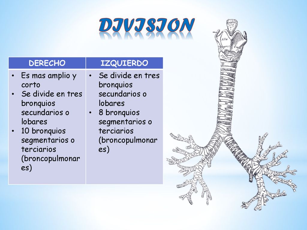 DIVISION DERECHO IZQUIERDO Es mas amplio y corto