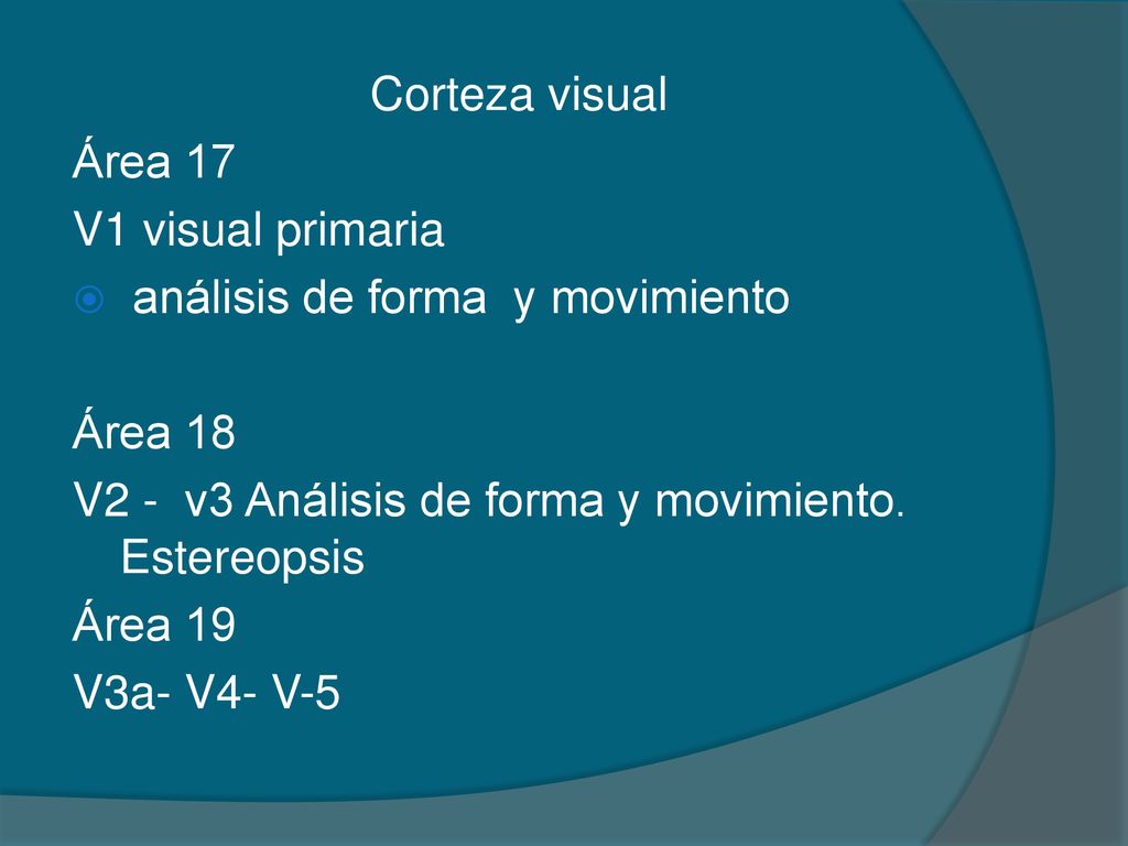 Corteza visual Área 17. V1 visual primaria. análisis de forma y movimiento. Área 18. V2 - v3 Análisis de forma y movimiento. Estereopsis.